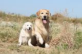 GOLDEN RETRIEVER 212